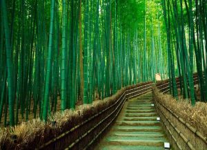 جنگل های بامبو در ژاپن